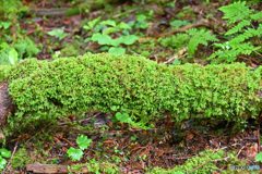 苔むす倒木