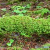 苔むす倒木