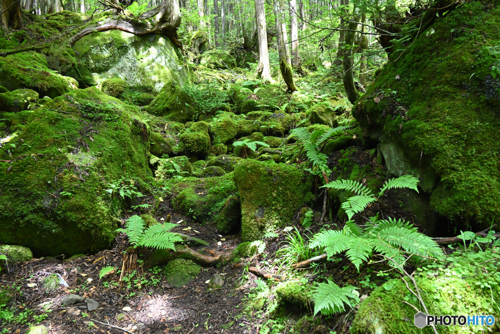 苔むす崖