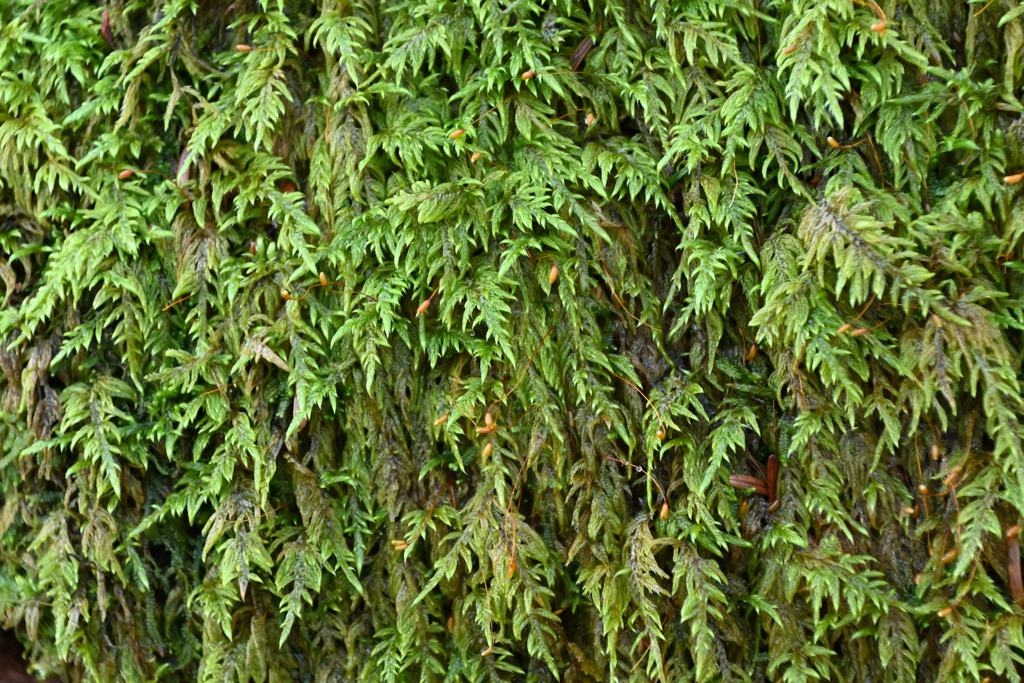 ミヤマクサゴケらしき苔