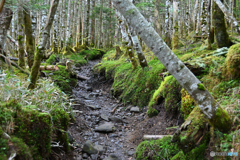 苔むす登山道