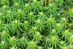 コエイタカスギゴケかな？