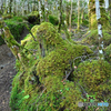 苔むす登山道を行く