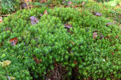 セイタカスギゴケらしき苔とコセイタカスグゴケの共演