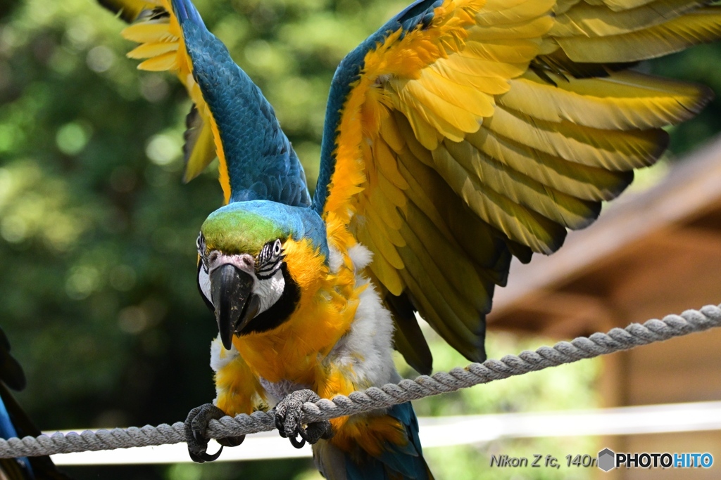 ルリコンゴウインコ