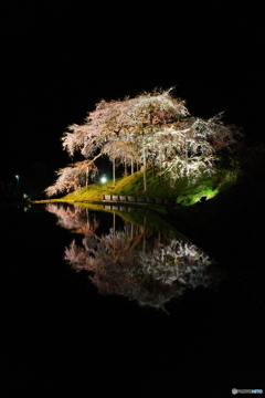 中島の地蔵桜