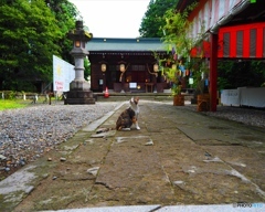 伊佐須美神社の猫