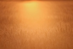 夕日の中で