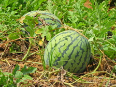 西瓜　ゴロゴロ。。４