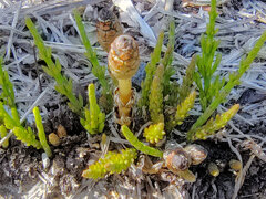 啓蟄　土筆　５