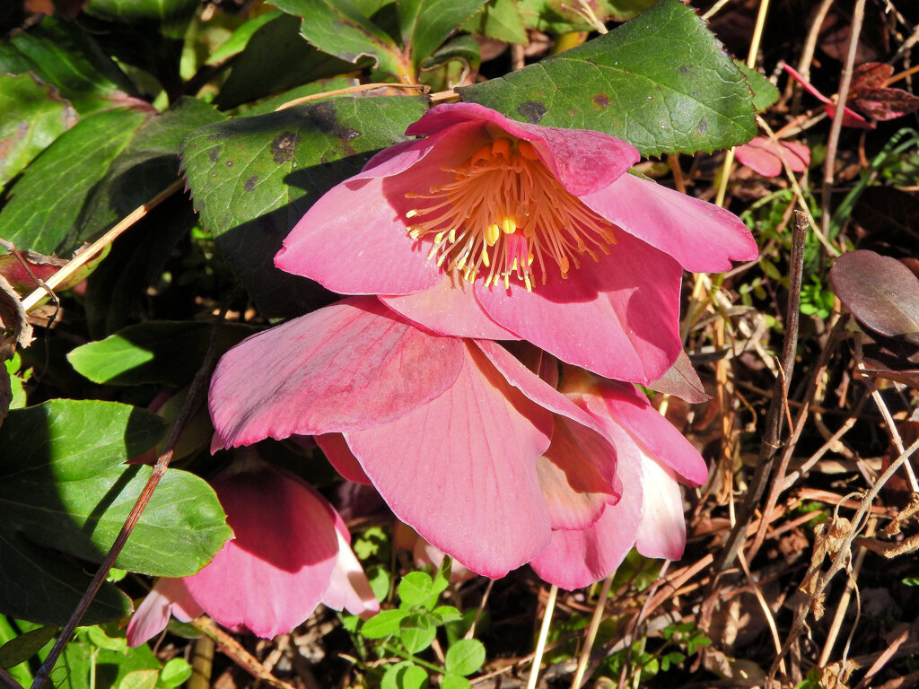 クリスマスローズ　3/3