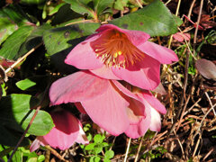 クリスマスローズ　3/3