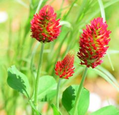 ストロベリーキャンドル  （紅花詰草（べにばなつめくさ））５