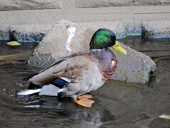 マガモ　さん　６