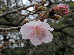 河津桜　開花　2/3