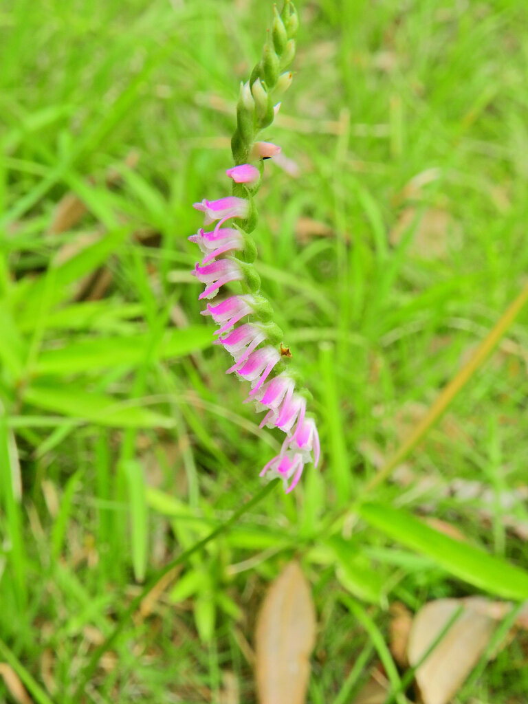 捩花　４