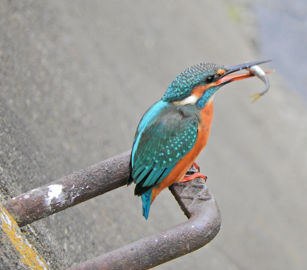 翡翠さんお魚get　５