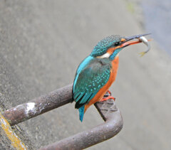 翡翠さんお魚get　５