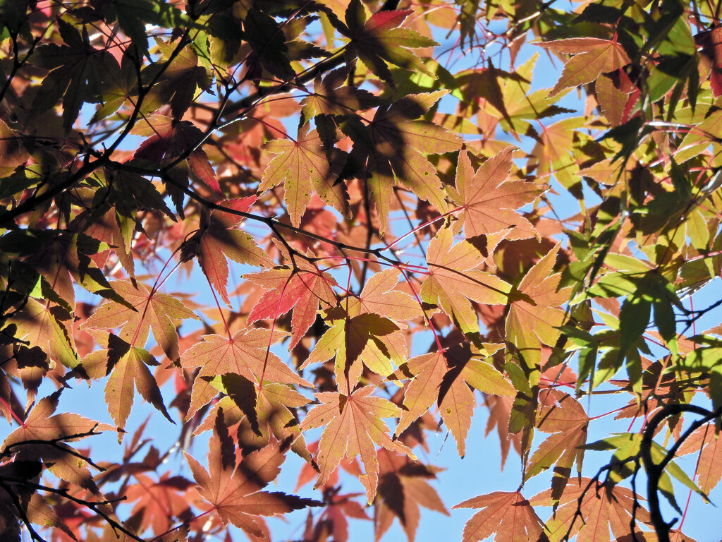 近所のお寺で　紅葉　６