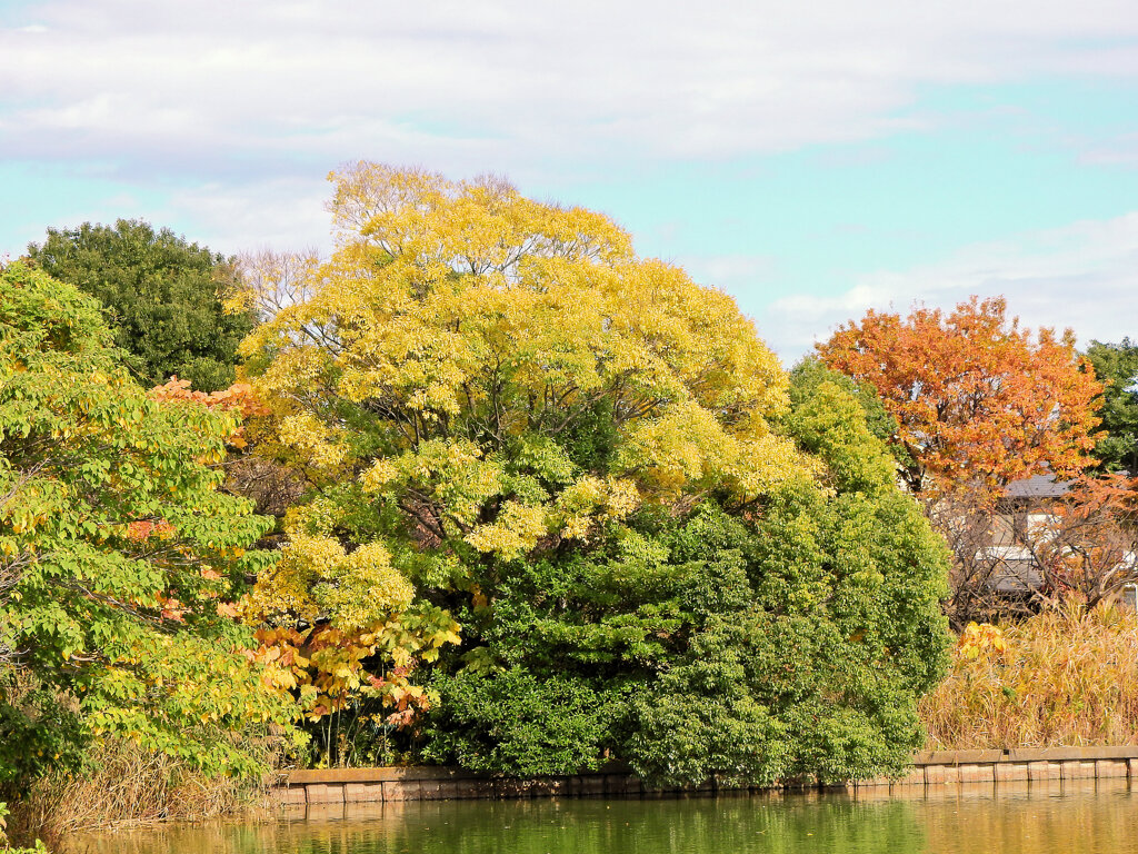 川崎市等々力緑地公園・・釣り堀池で　紅葉　３