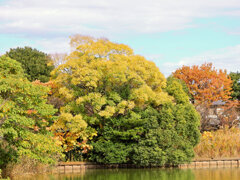 川崎市等々力緑地公園・・釣り堀池で　紅葉　３