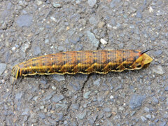 エビガラスズメ 　チョウ目　スズメガ科　スズメガ亜科　幼虫　1/2