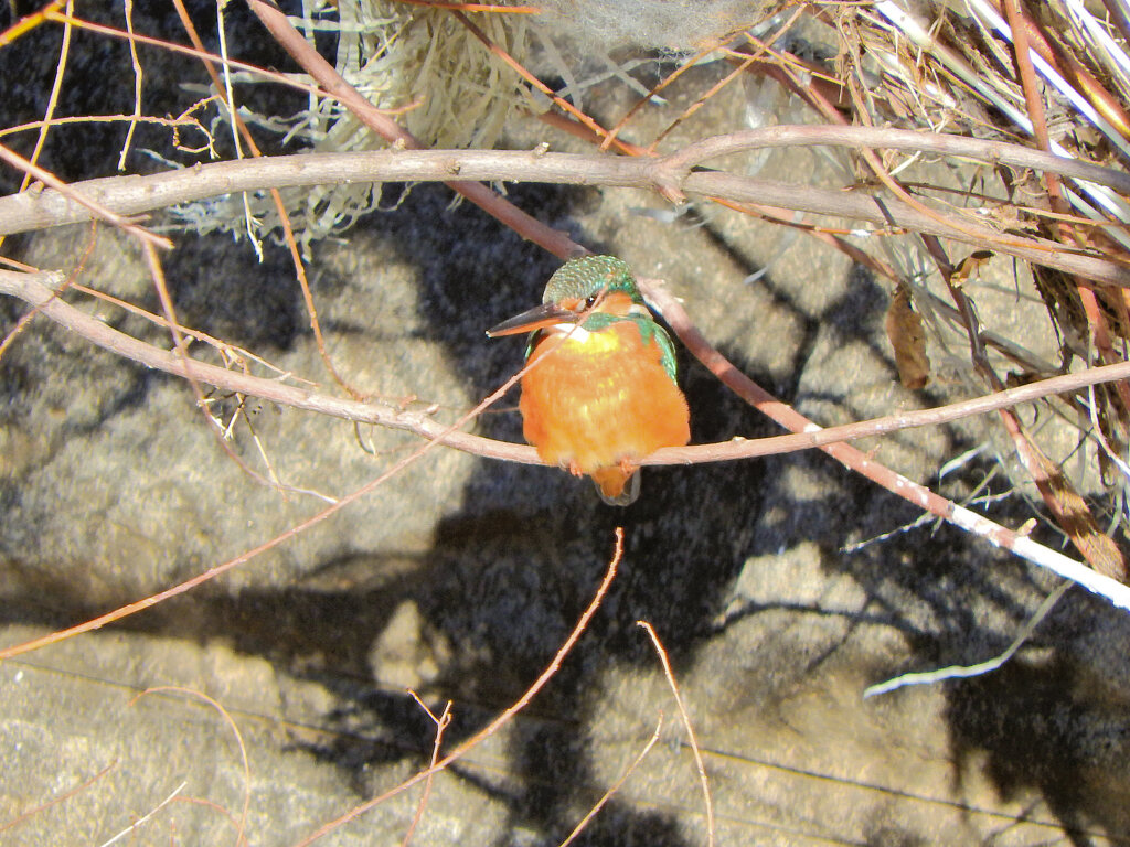 今日のカワセミ　さん　2/2