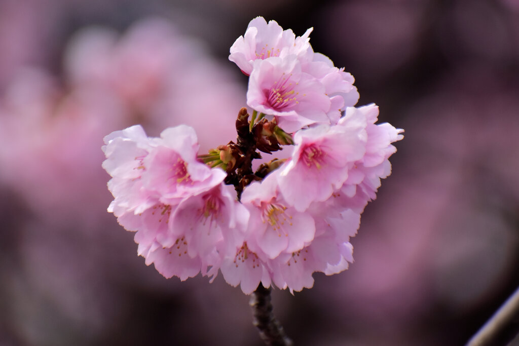 大寒桜（おおかんざくら）２