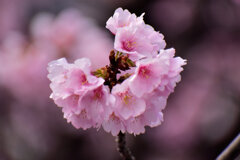 大寒桜（おおかんざくら）２