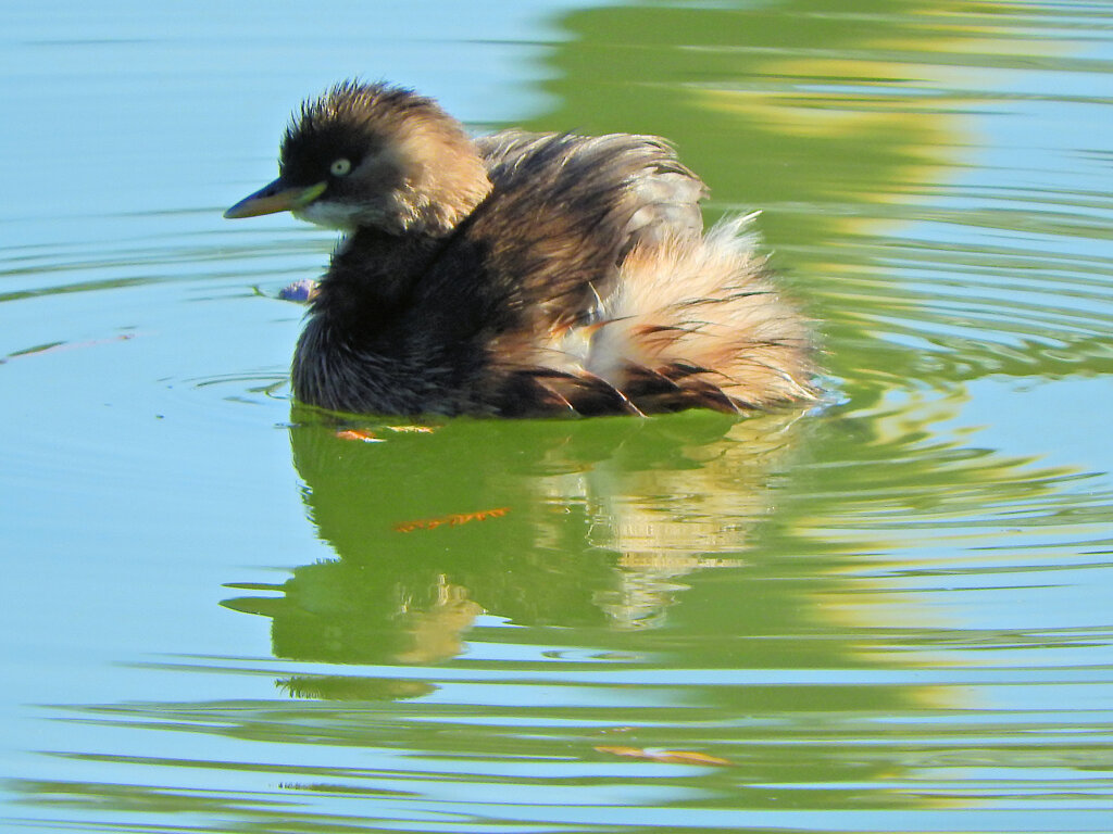 カイツブリ　さん　５