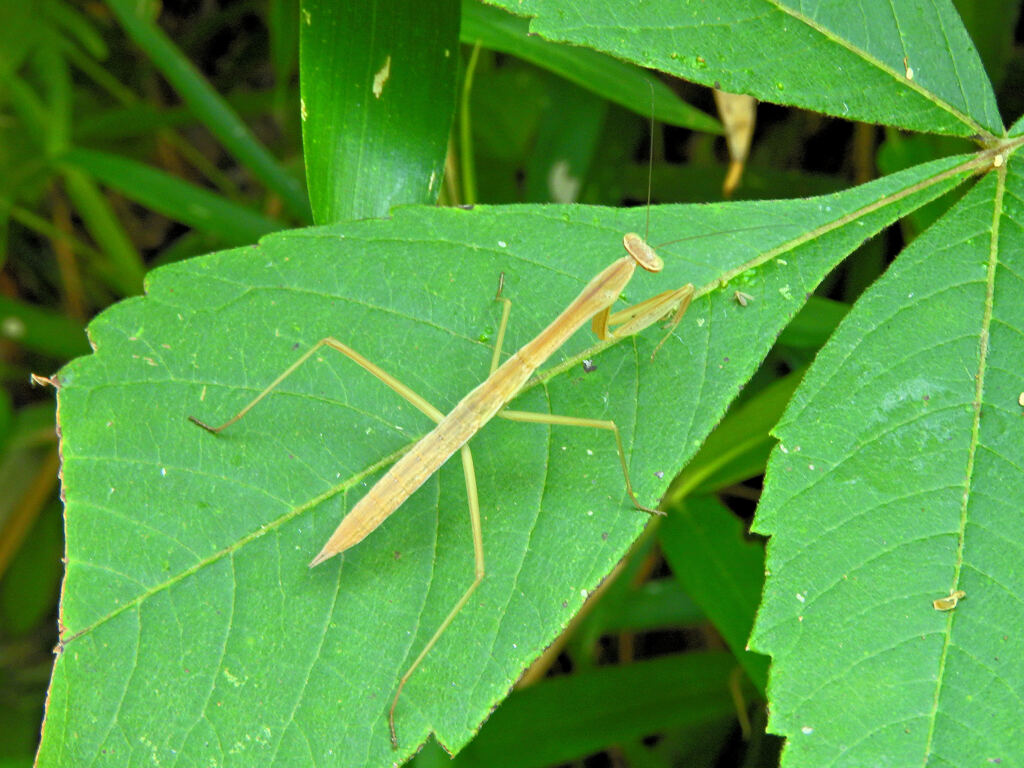 コカマキリ？　１