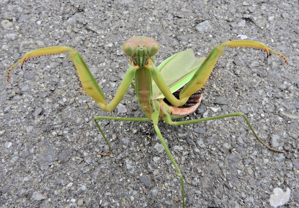 蟷螂さんと出合って遊んだ(∩.∩）　２