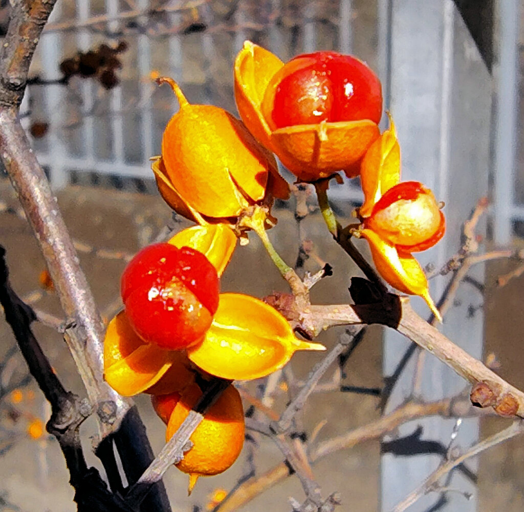 ツルウメモドキ／つるうめもどき／蔓梅擬 ..２