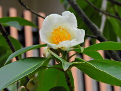 台湾椿（タイワンツバキ）２