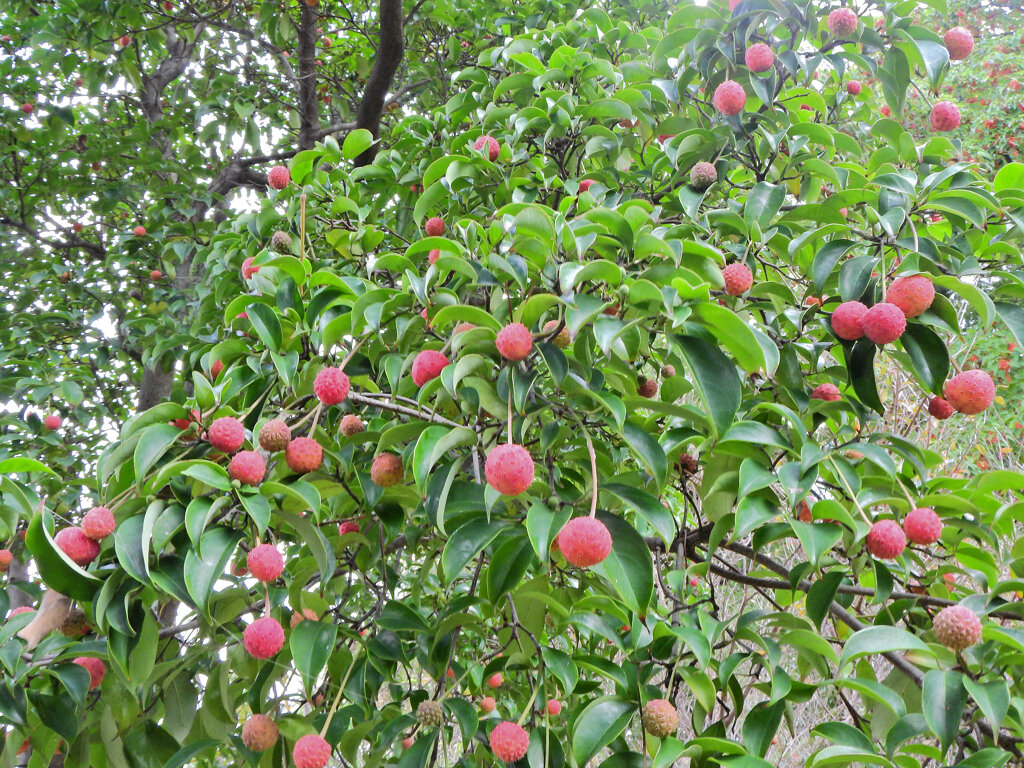 山桑（やまぐわ）の実　３