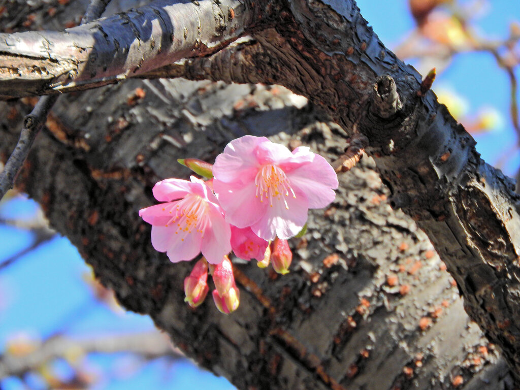 河津桜　３