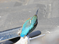 今日のカワセミ　さん　７