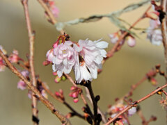 二ヶ領用水路で　十月桜　１
