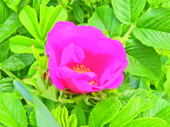 ハマナス（浜茄子）ハマナシ（浜梨）３