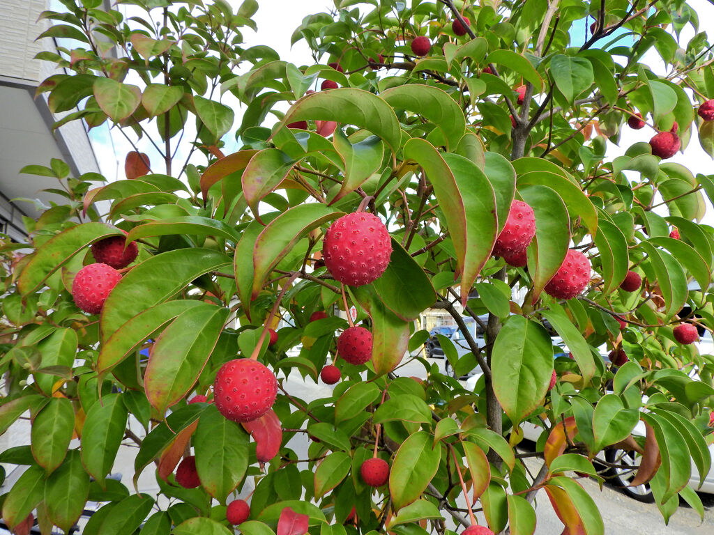 まだ残っていたヤマボウシの実　１