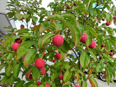 まだ残っていたヤマボウシの実　１