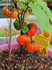 HappyHalloween Ψ(▼w▼)Ψ・:+╋* ☂ 6 HappyHalloween Ψ(▼w▼)Ψ・:+╋* ☂ 6