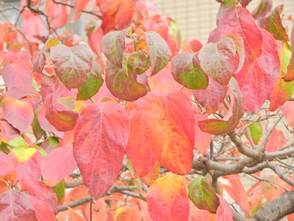 ハナミズキの紅葉　８