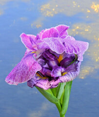 花菖蒲　６