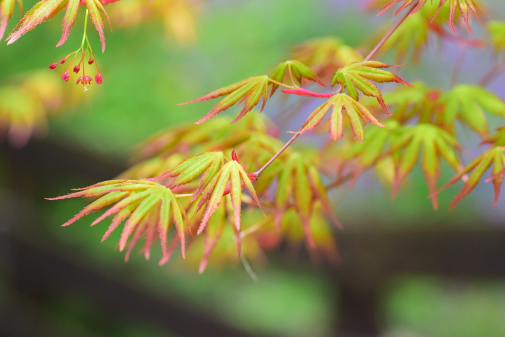 春紅葉　１