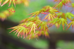 春紅葉　１