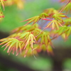 春紅葉　１