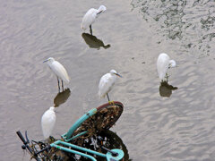 河川に捨てられた自転車に・・・　コサギ　1/2
