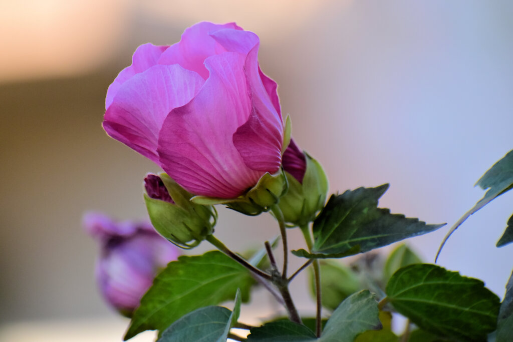 冬の芙蓉 （ふよう）３