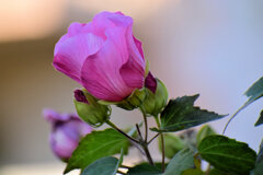 冬の芙蓉 （ふよう）３